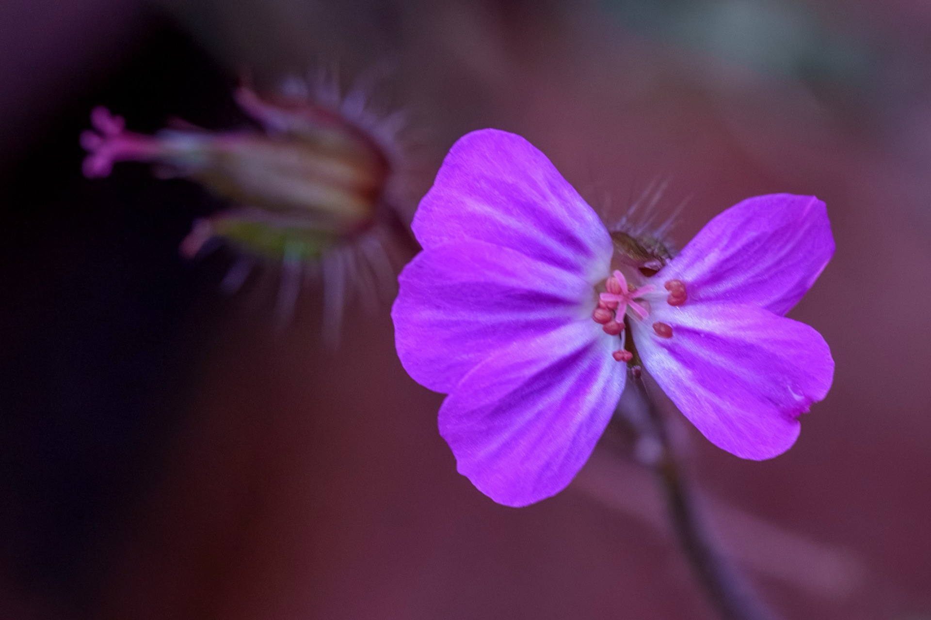 Small purple geranium flower against a warm dark background